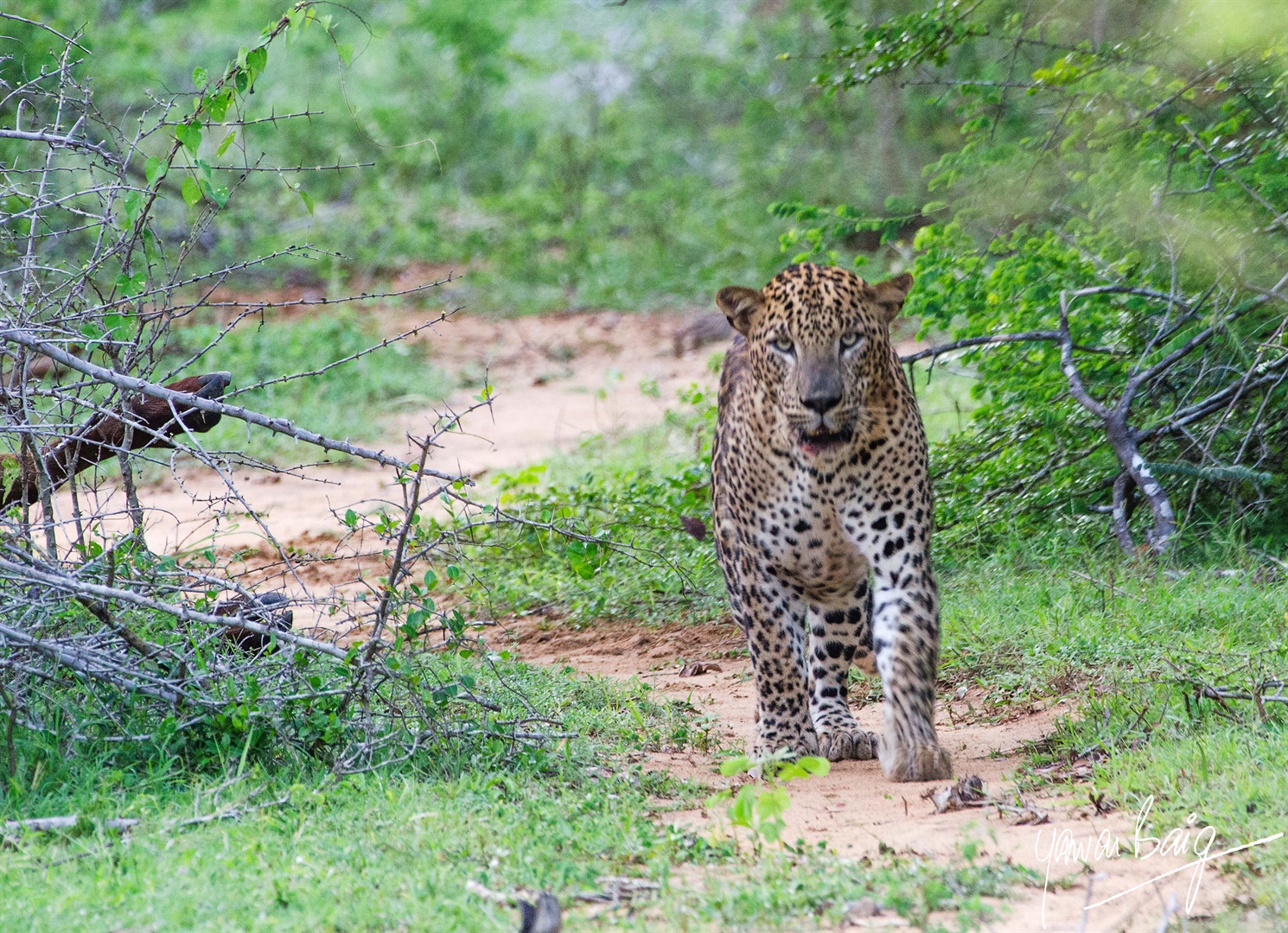 Yala, Leopard Paradise