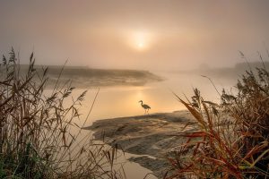 heron, egret, landscape